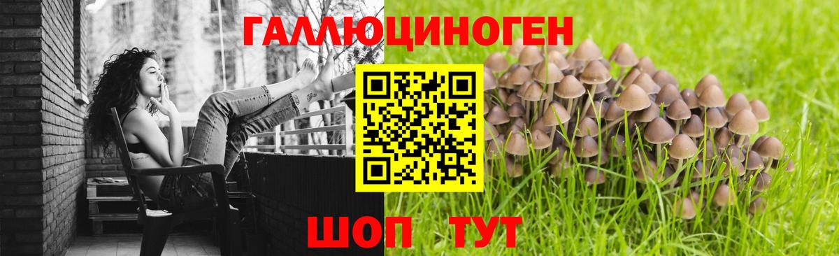Видное  Галлюциногенные грибы GOLDEN TEACHER  Вход с VPN  Галлюциногенные грибы Psilocybine cubensis 